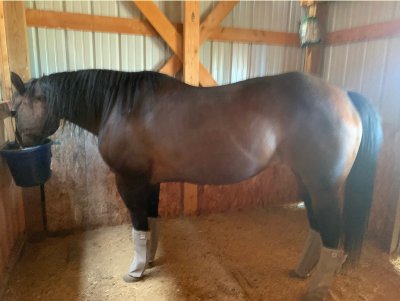 Stacy's 30 yo mare day 30