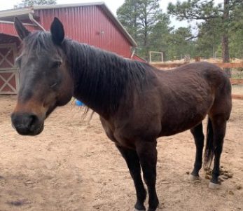 Stacy's 30 yo mare day 1